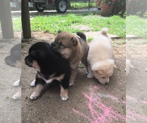 Shiba Inu Litter for sale in FREDERICK, MD, USA