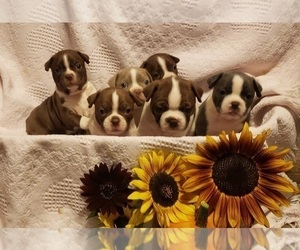 Boston Terrier Litter for sale in OLDTOWN, ID, USA