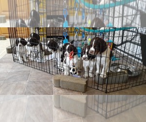 English Springer Spaniel Litter for sale in MEAD, WA, USA