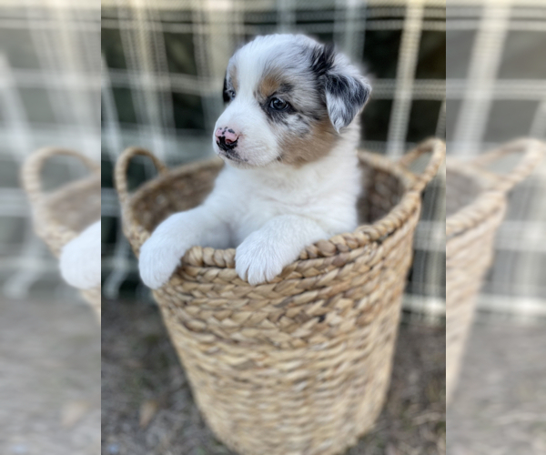 Medium Photo #1 Australian Shepherd Puppy For Sale in VILLE PLATTE, LA, USA