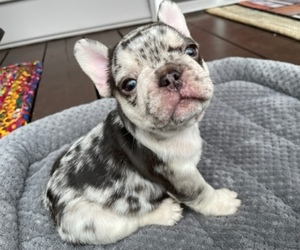 French Bulldog Litter for sale in MOOREFIELD, WV, USA