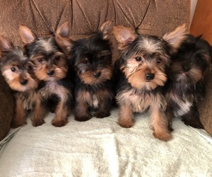 Yorkshire Terrier Litter for sale in KALONA, IA, USA