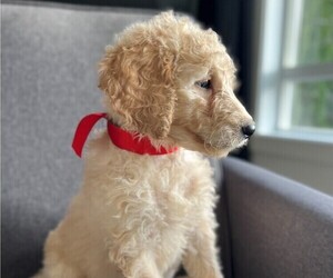 Goldendoodle Litter for sale in PORTLAND, OR, USA