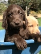 Small Photo #1 Labradoodle Puppy For Sale in ARCHER, ID, USA