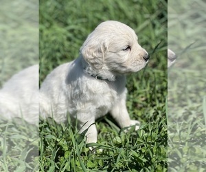 Golden Retriever Litter for sale in NORTHPORT, WA, USA