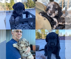 Aussiedoodle Litter for sale in CHEWELAH, WA, USA