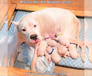 Dogo Argentino Litter for sale in JANE, MO, USA