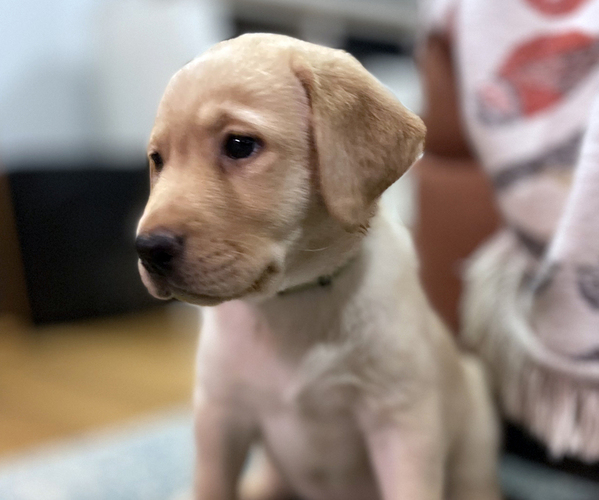 Medium Photo #1 Labrador Retriever Puppy For Sale in HIGH POINT, NC, USA