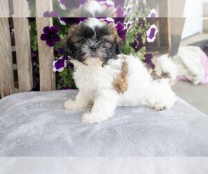 Shih Tzu Litter for sale in WOOSTER, OH, USA