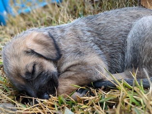 Irish Wolfhound Litter for sale in NEW BRAUNFELS, TX, USA