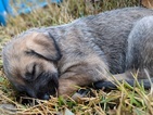 Small Irish Wolfhound