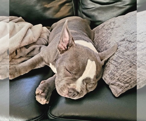 Medium Photo #1 American Bully Puppy For Sale in OLYMPIA, WA, USA