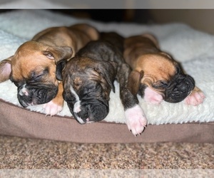 Boxer Litter for sale in ROCKFORD, IL, USA
