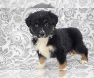 Miniature Australian Shepherd Litter for sale in MILLERSBURG, OH, USA