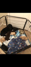 Labradoodle Litter for sale in FRUITA, CO, USA