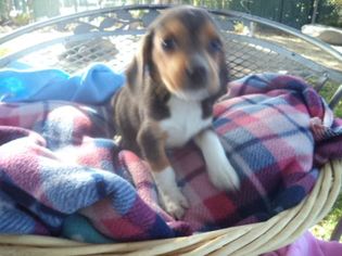Beagle Litter for sale in FRESNO, CA, USA