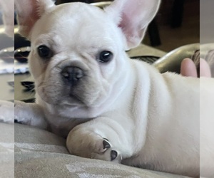 French Bulldog Litter for sale in YUCCA VALLEY, CA, USA