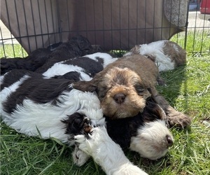 English Springer Spaniel-Saint Berdoodle Mix Litter for sale in OLYMPIA, WA, USA