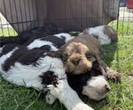 Small Photo #1 English Springer Spaniel-Saint Berdoodle Mix Puppy For Sale in OLYMPIA, WA, USA