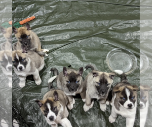 Akita-Siberian Husky Mix Litter for sale in NEW HAVEN, IN, USA