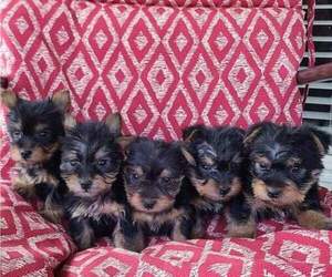 Silky Terrier Litter for sale in WASHBURN, MO, USA