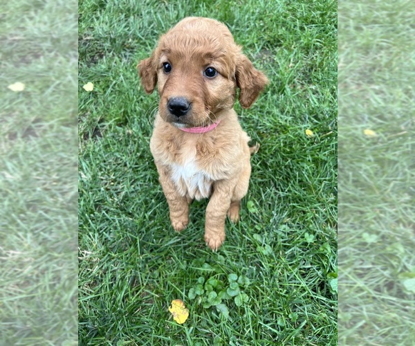 Medium Photo #1 Golden Irish Puppy For Sale in MOUNT PROSPECT, IL, USA