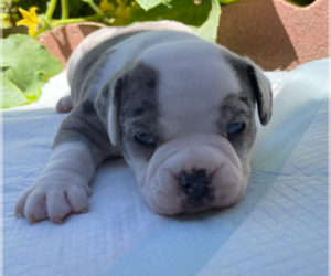 American Bully Litter for sale in NEWARK, CA, USA