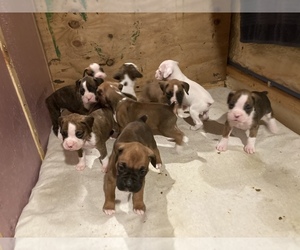 Boxer Litter for sale in LUCAS, IA, USA