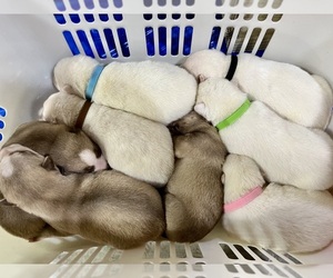 Siberian Husky Litter for sale in DEARBORN, MO, USA