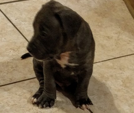 Medium Photo #1 American Staffordshire Terrier Puppy For Sale in TAMPA, FL, USA