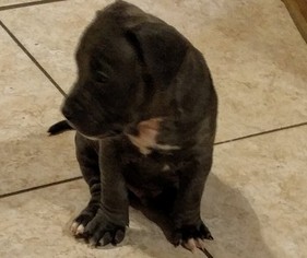 American Staffordshire Terrier Litter for sale in TAMPA, FL, USA