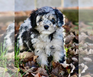 Cockapoo Litter for sale in PAINTSVILLE, KY, USA