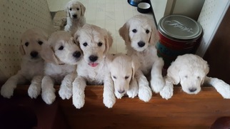 Goldendoodle Litter for sale in GRANDVIEW, MO, USA