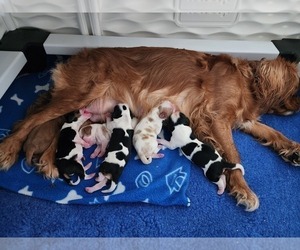 Cavalier King Charles Spaniel Litter for sale in ALTON, NH, USA