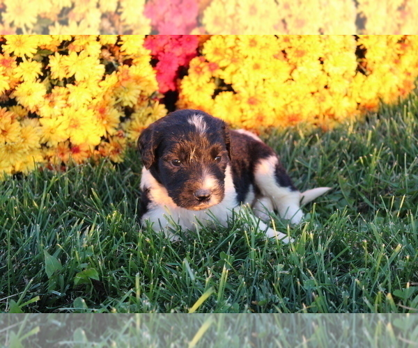 Medium Photo #1 Saint Berdoodle Puppy For Sale in EVART, MI, USA