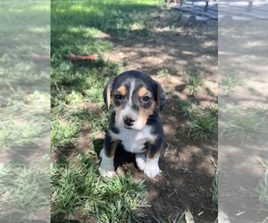 Beagle-Miniature American Shepherd Mix Litter for sale in COLORADO SPRINGS, CO, USA