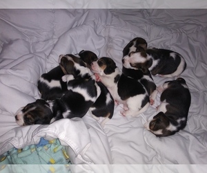 Beagle Litter for sale in EATON, CO, USA