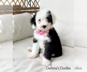 Sheepadoodle Litter for sale in FLATWOODS, KY, USA
