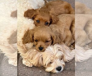 Cavapoo Litter for sale in PLACERVILLE, CA, USA