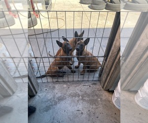 Malinois Litter for sale in MADERA, CA, USA