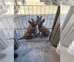 Small Photo #1 Malinois Puppy For Sale in MADERA, CA, USA