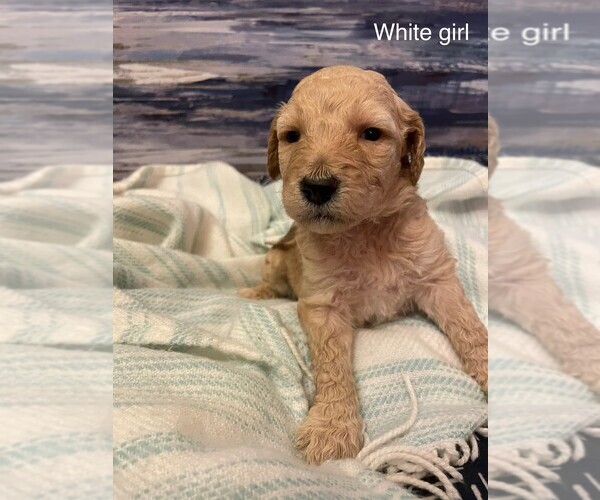 Medium Photo #1 Goldendoodle Puppy For Sale in GASSVILLE, AR, USA
