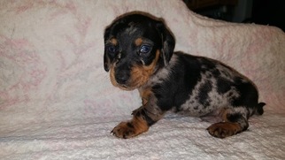 Dachshund Litter for sale in LA SALLE, CO, USA