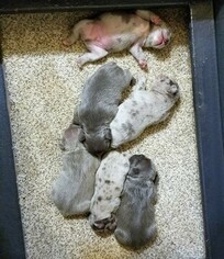 French Bulldog Litter for sale in GRAND JCT, CO, USA