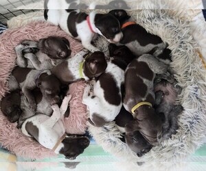 German Shorthaired Pointer Litter for sale in FORT PAYNE, AL, USA