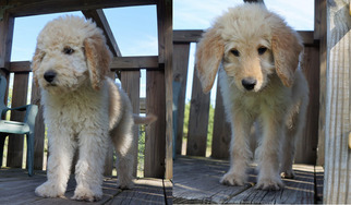 Goldendoodle Litter for sale in BOON, MI, USA