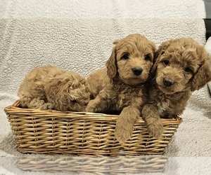 Goldendoodle (Miniature) Litter for sale in EAGLE MOUNTAIN, UT, USA