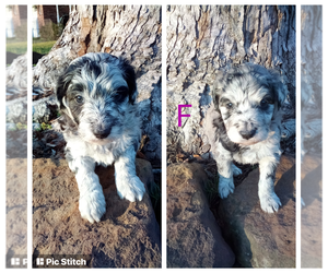 Aussiedoodle Litter for sale in CLAREMORE, OK, USA