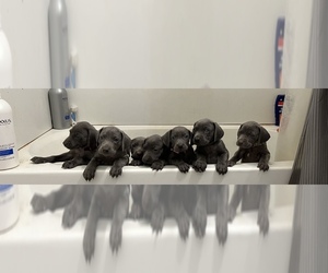 Weimaraner Litter for sale in SPRINGFIELD, OH, USA