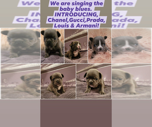 French Bulldog Litter for sale in BLUE SPRINGS, MO, USA